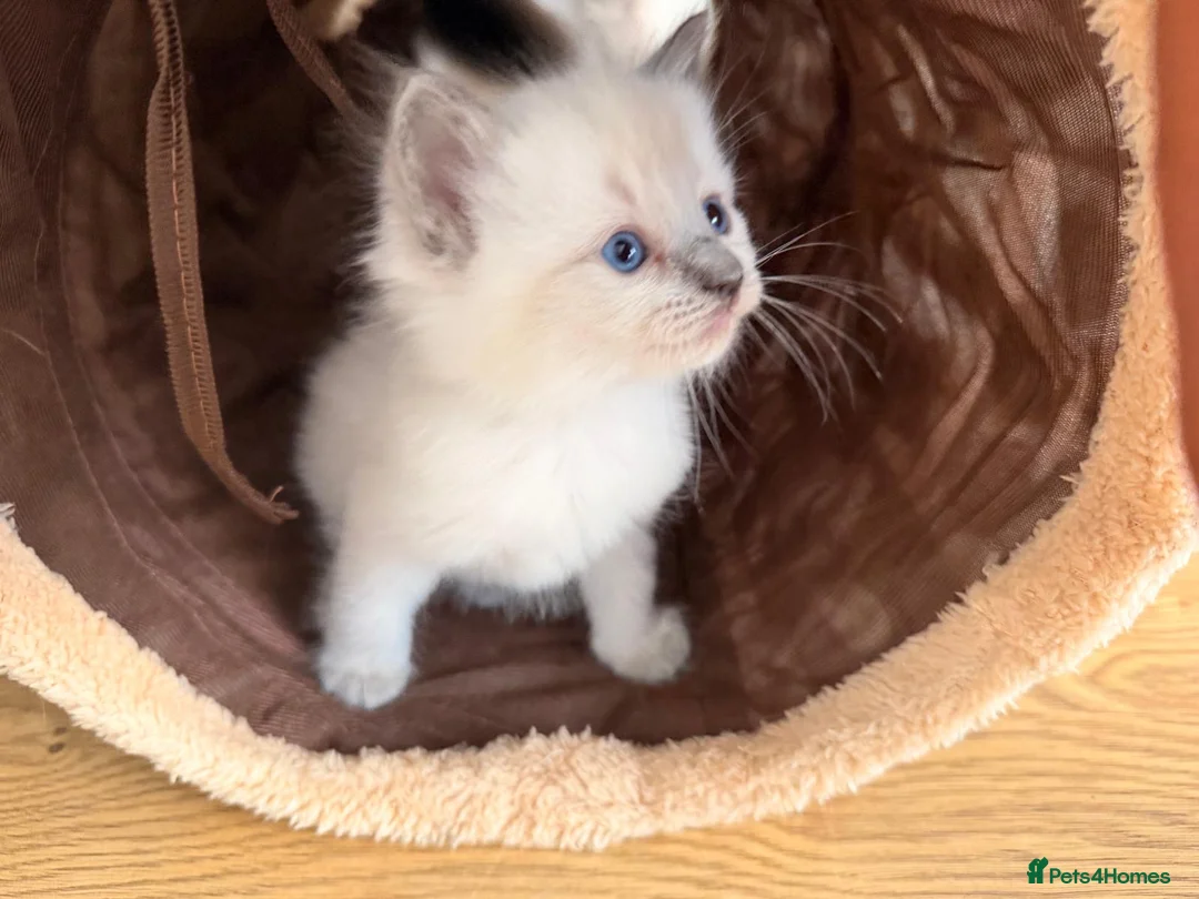 Ragdoll cats for sale: GCCF Registered Ragdoll Kittens - Advert 8