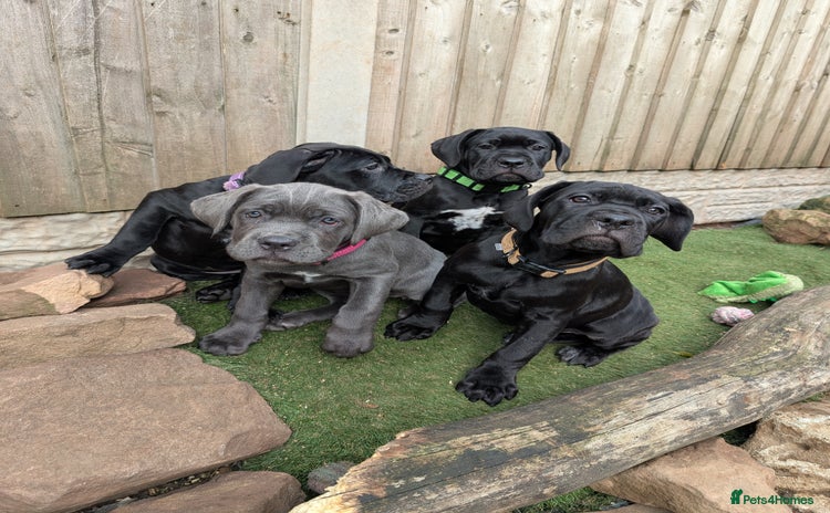 Cane Corso dogs - Advert 3