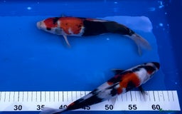 Koi Carp fish for sale: Huge selection of Japanese Koi for sale - Image 4
