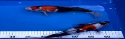 Koi Carp fish for sale: MASSIVE WINTER KOI SALE - 50% off - Advert 7