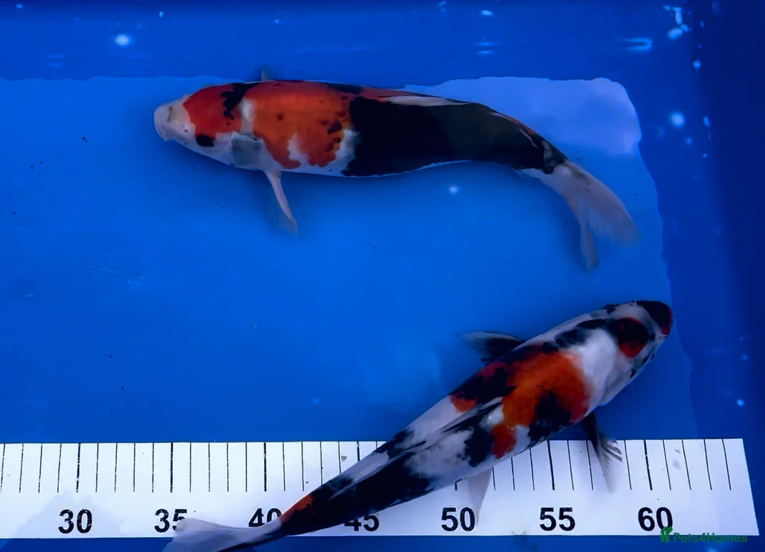 Koi Carp fish for sale: MASSIVE WINTER KOI SALE - 50% off - Advert 7