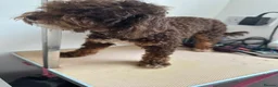 Toy Poodle dogs for sale: Toy poodle girl - Advert 6