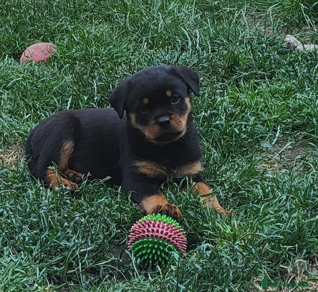 Rottweiler dogs for sale: Kc Show Quality Puppy Bitch!! in Chester-le-Street - Image 19