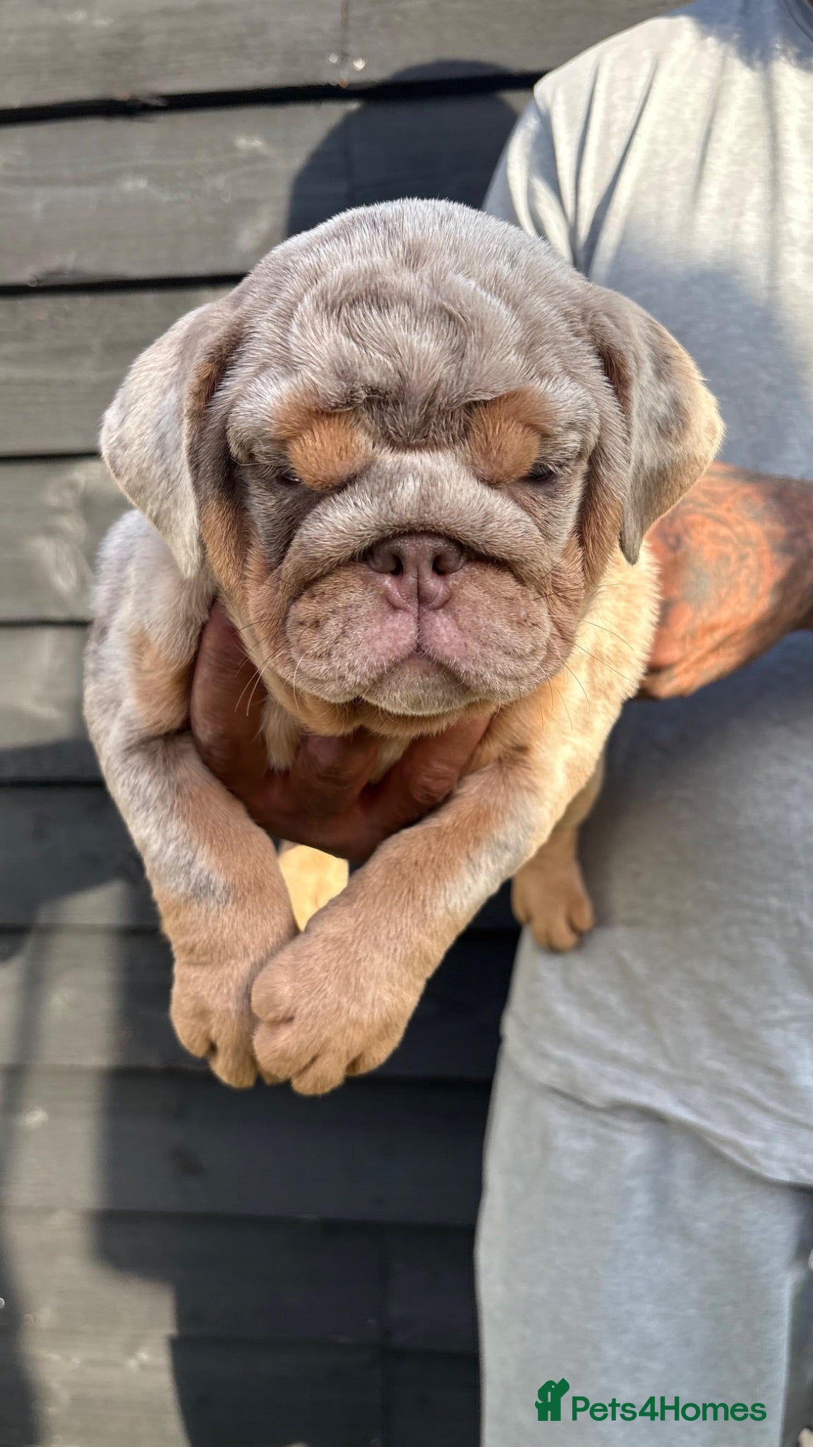 English Bulldog dogs Reduced & Ready to Leave Female English Bulldogs - Advert 1