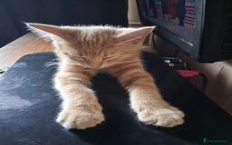 Mixed Breed cats for sale: Charming Cheeky Chunky  Bengal X Kittens. - Image 18