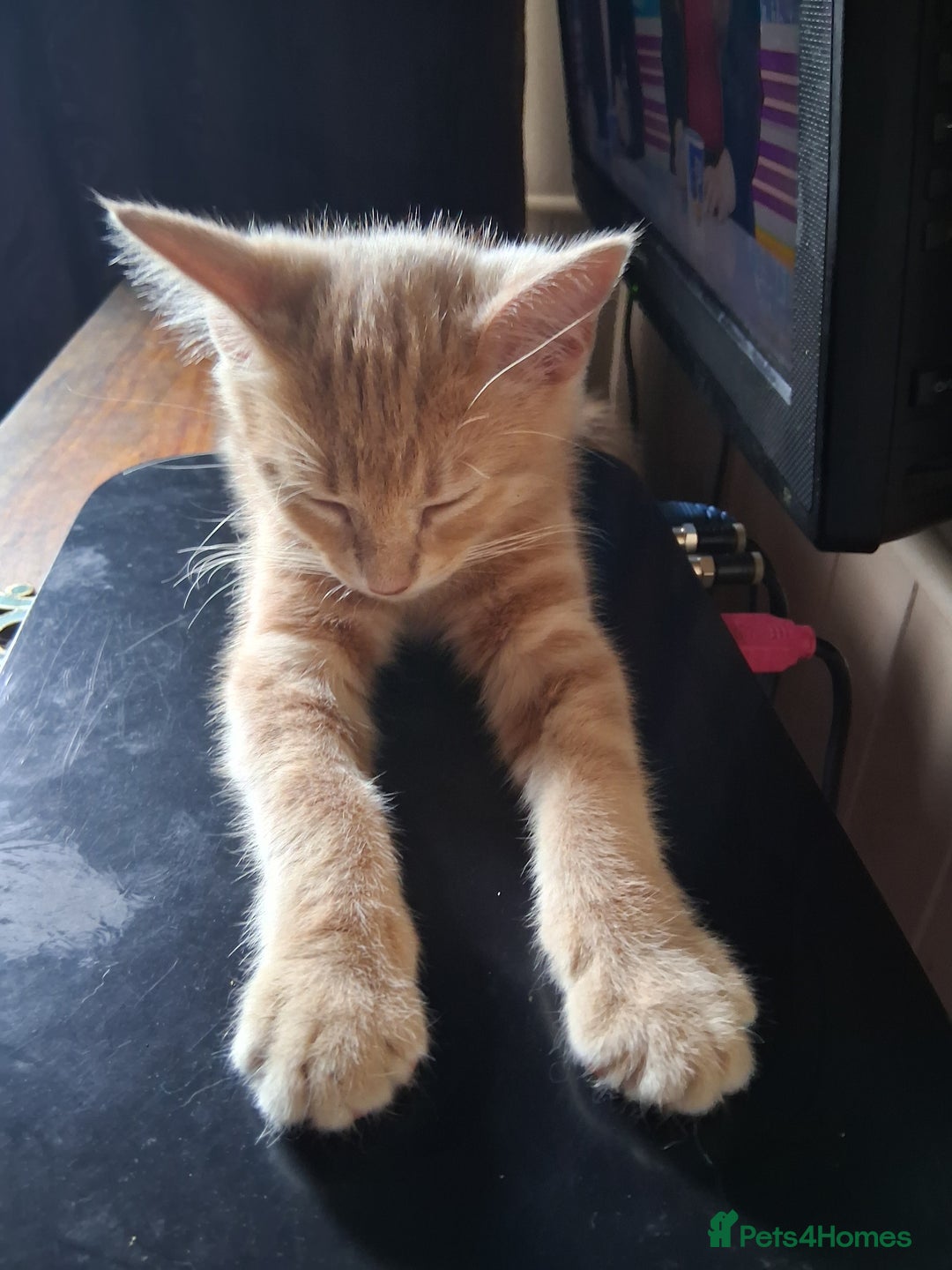 Mixed Breed cats for sale: Charming Cheeky Chunky  Bengal X Kittens. - Image 18