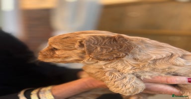 Cockapoo dogs cockapoo puppies - Advert 2