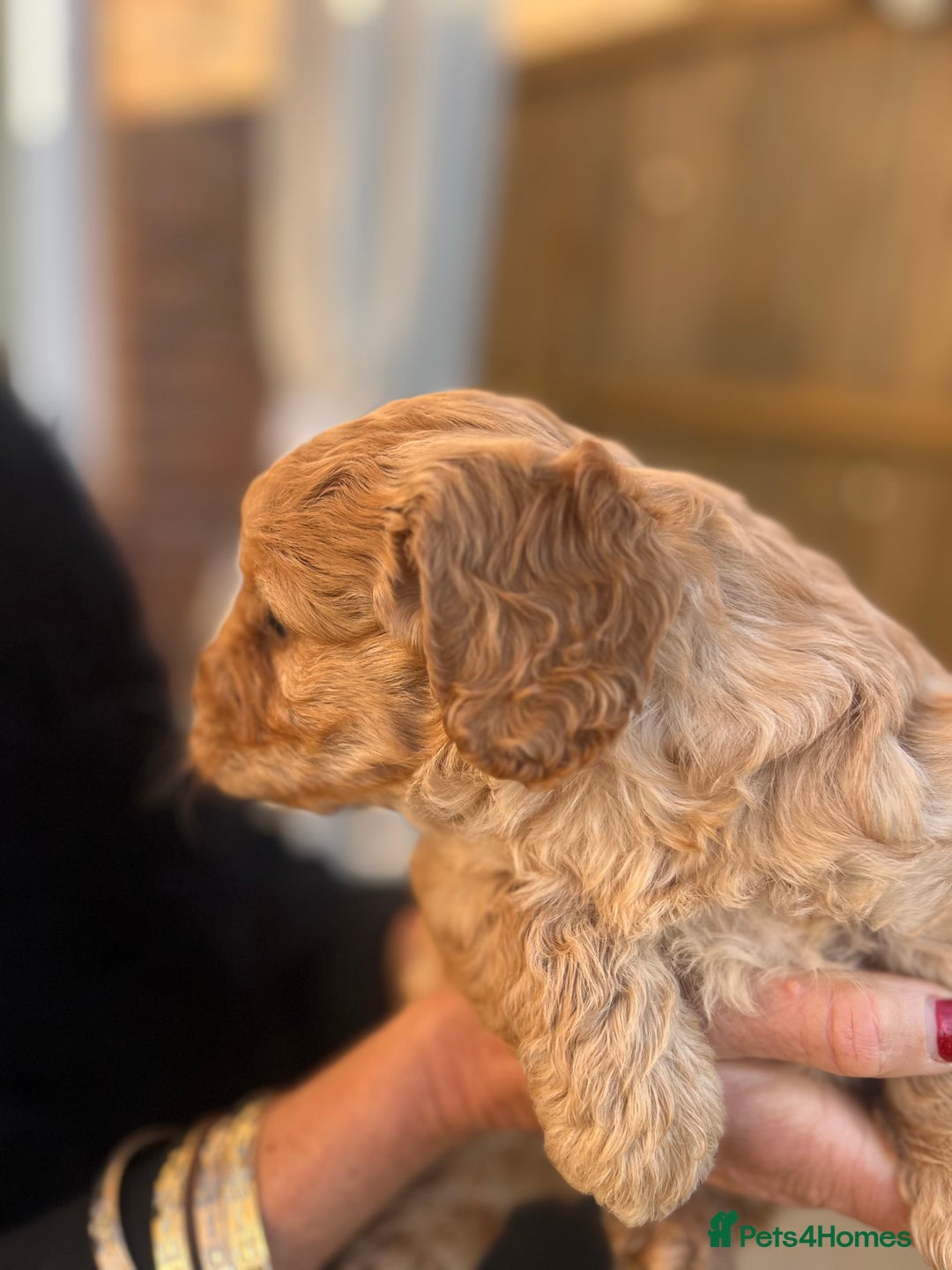 Cockapoo dogs for sale: cockapoo puppies - Advert 3