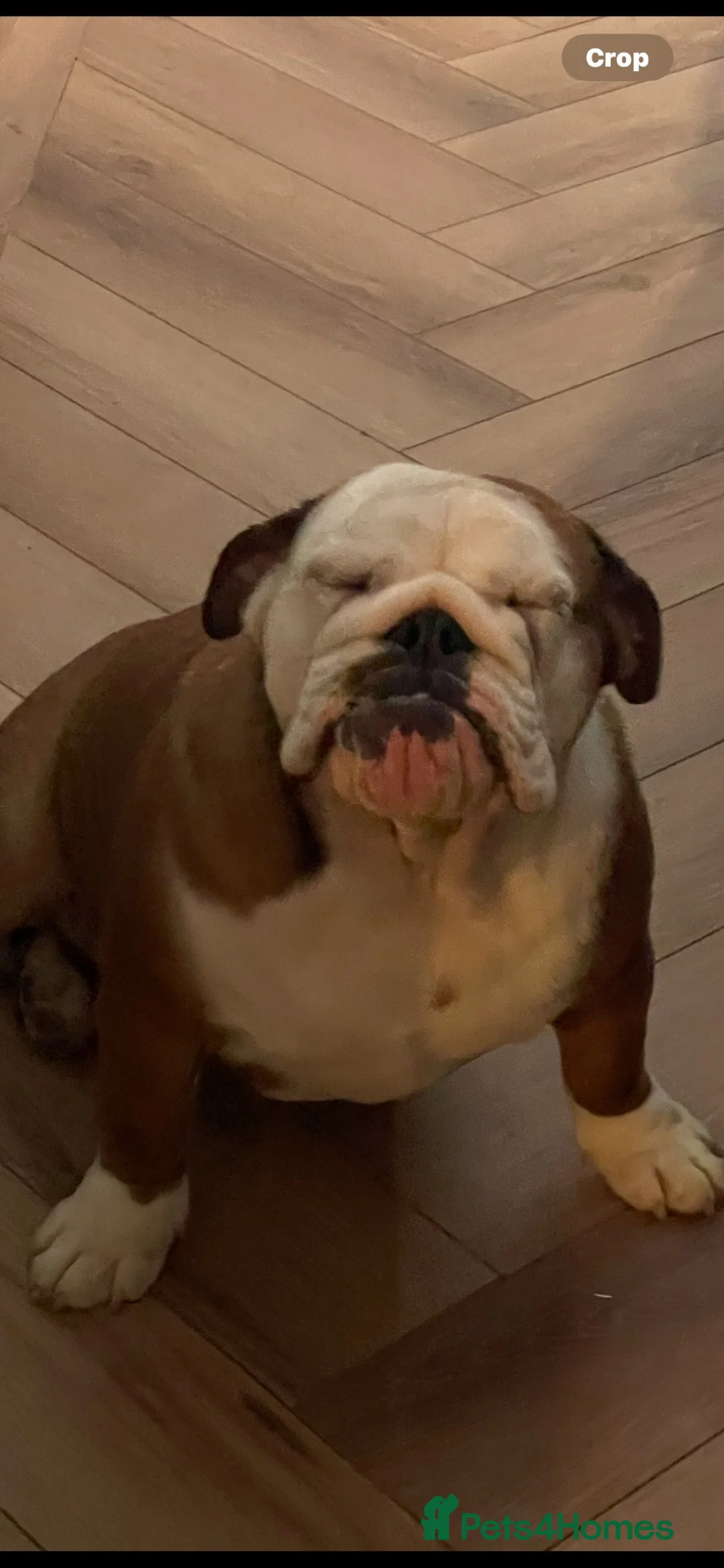 English Bulldog dogs for sale: Reluctant sale female British bulldog in Sheffield - Advert 6