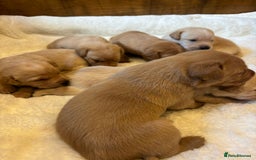 Labrador Retriever dogs for sale: KC REGISTERED DNA TESTED LABRADOR PUPPIES - Image 5