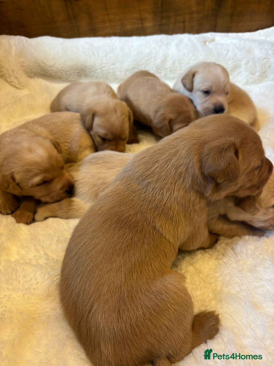 Labrador Retriever dogs for sale: KC REGISTERED DNA TESTED LABRADOR PUPPIES - Image 5