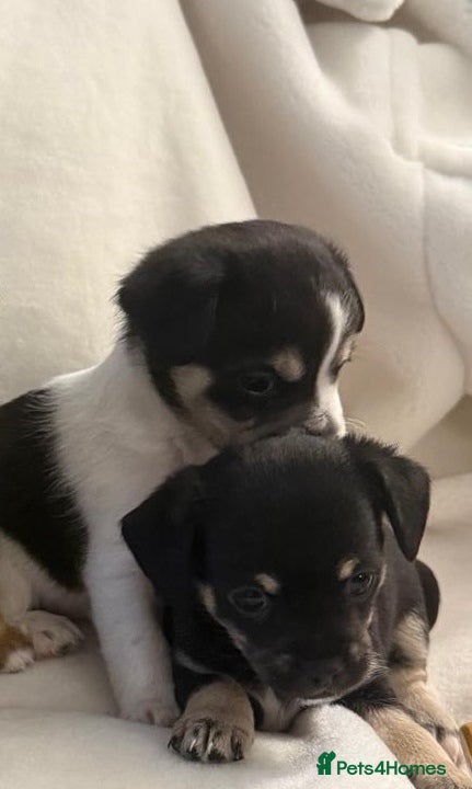 Jack Chi dogs Jackchi for sale Two boys - Advert 2