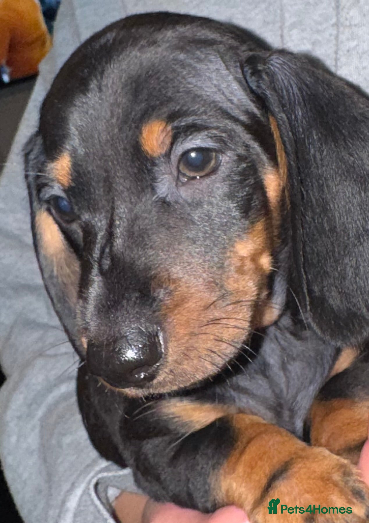 Miniature Dachshund dogs 1 Miniature Dachshund Puppy - Advert 3