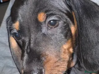 Miniature Dachshund dogs 1 Miniature Dachshund Puppy - Advert 3