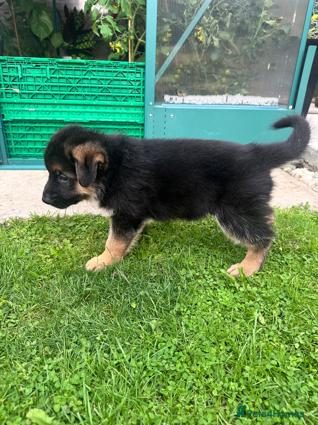 German Shepherd dogs for sale: KC show line German Shepherd puppies - Image 19