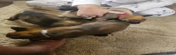 Belgian Shepherd Dog dogs for sale: Outstanding Belgium malinois puppies  - Advert 5