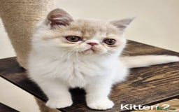 Exotic cats for sale: Registered Brothers  - Image 16