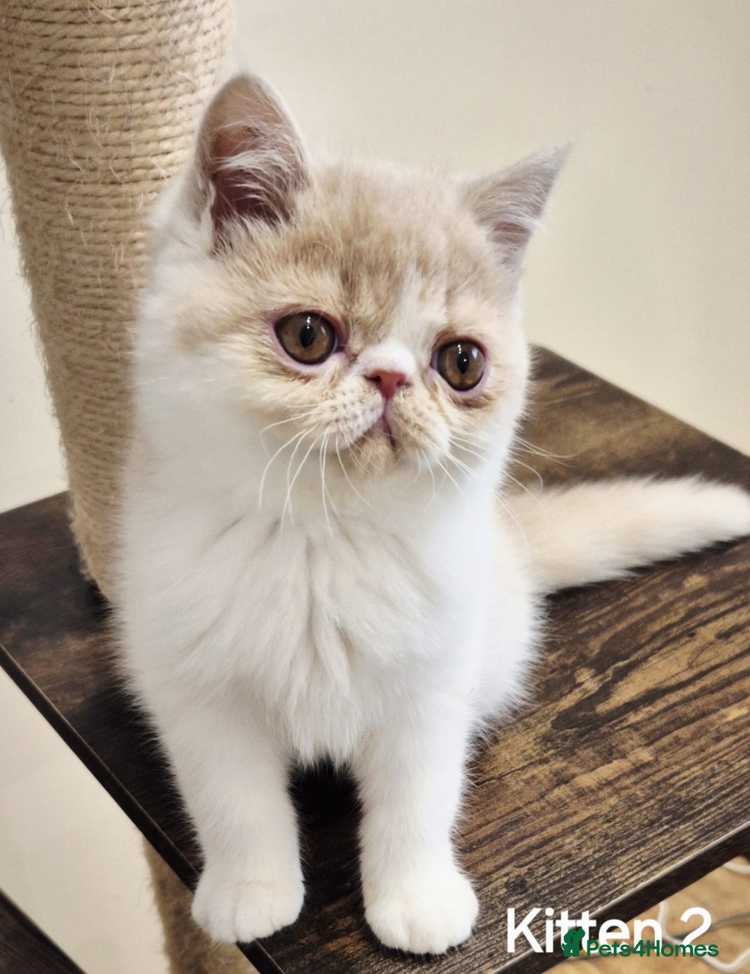 Exotic cats for sale: Registered Brothers  - Image 16