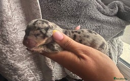 Miniature Dachshund dogs for sale: Mini Dachshund Pups- KC DOB 17/8/25 - Image 3