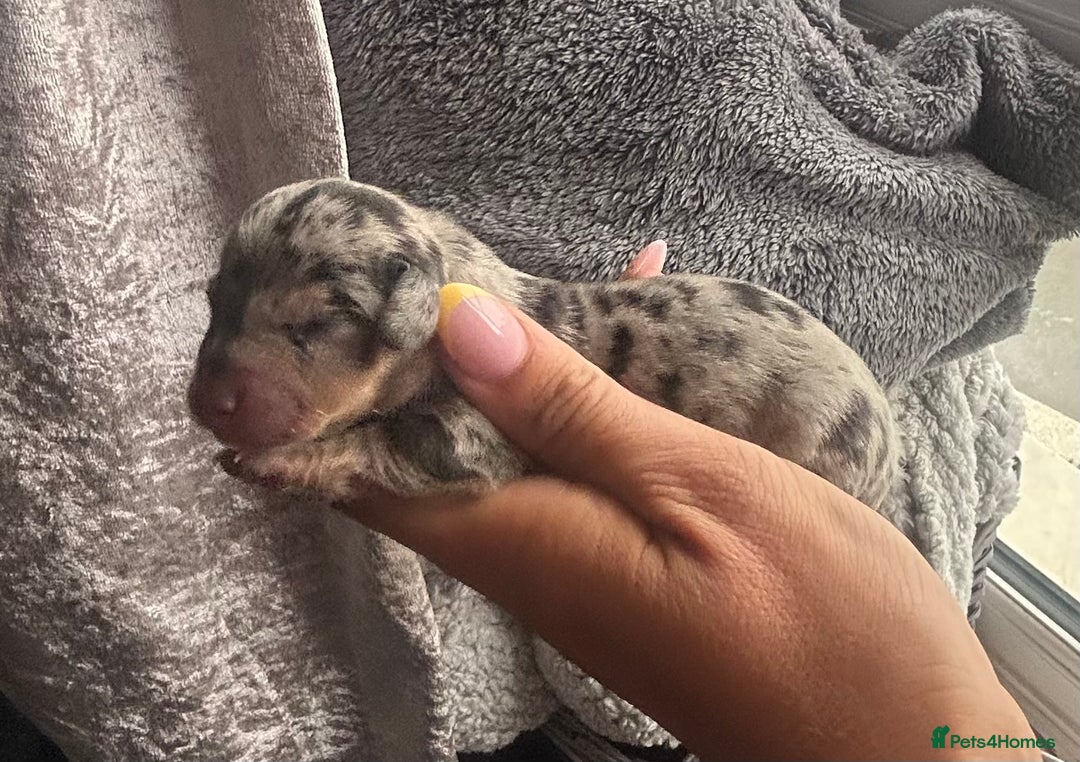 Miniature Dachshund dogs for sale: Mini Dachshund Pups- KC DOB 17/8/25 - Image 3