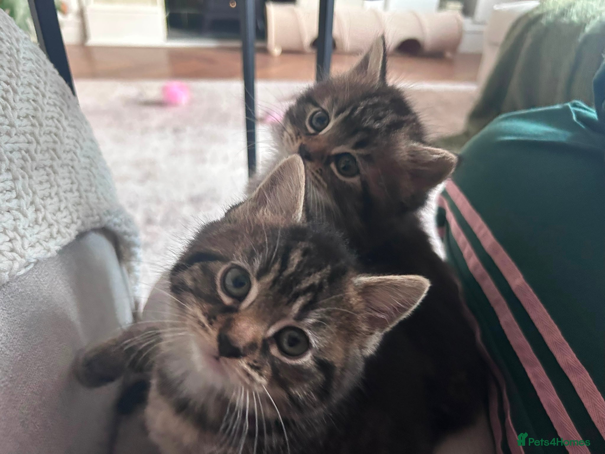 Mixed Breed cats Mixed tabby female kitten - Advert 1