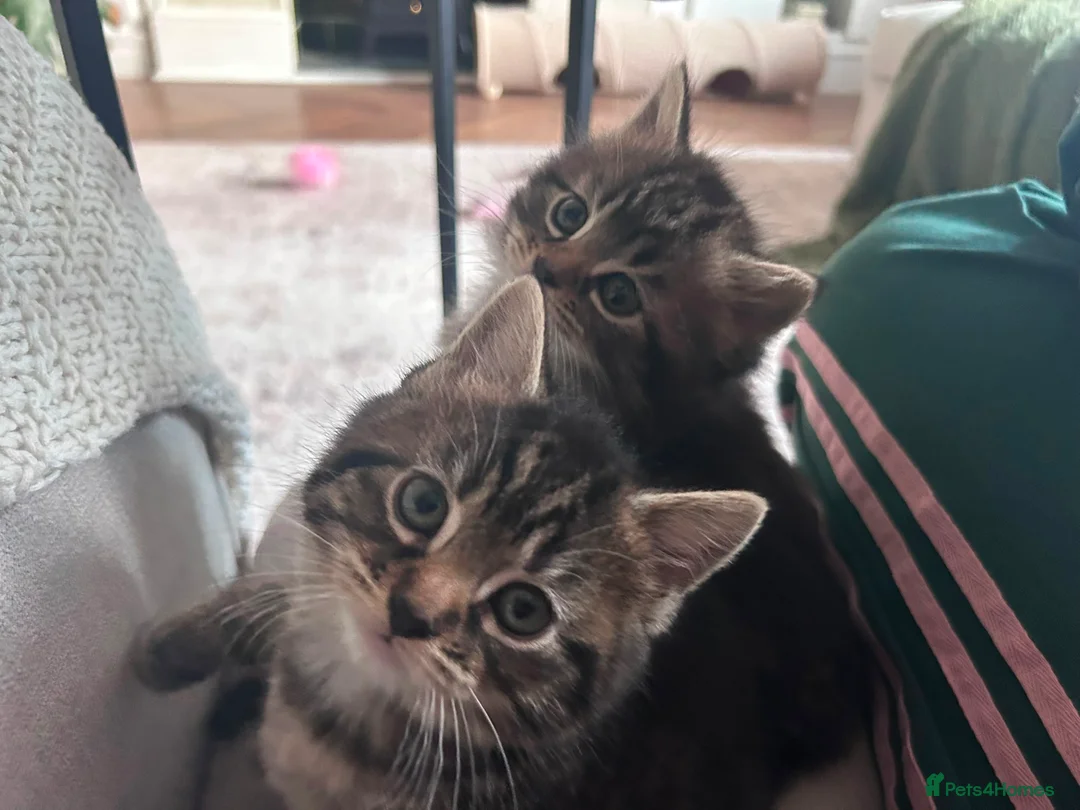 Mixed Breed cats for sale: Mixed tabby female kitten in Westcliff-on-Sea - Advert 1