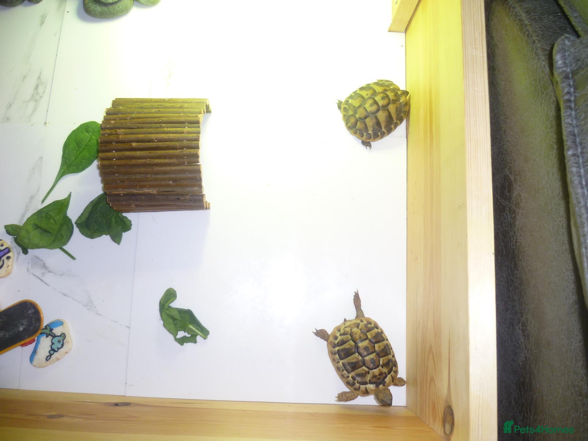 Hermann Tortoise reptiles for sale: 2x Hermann Tortoises With Tortoise Table SetUp - Advert 1