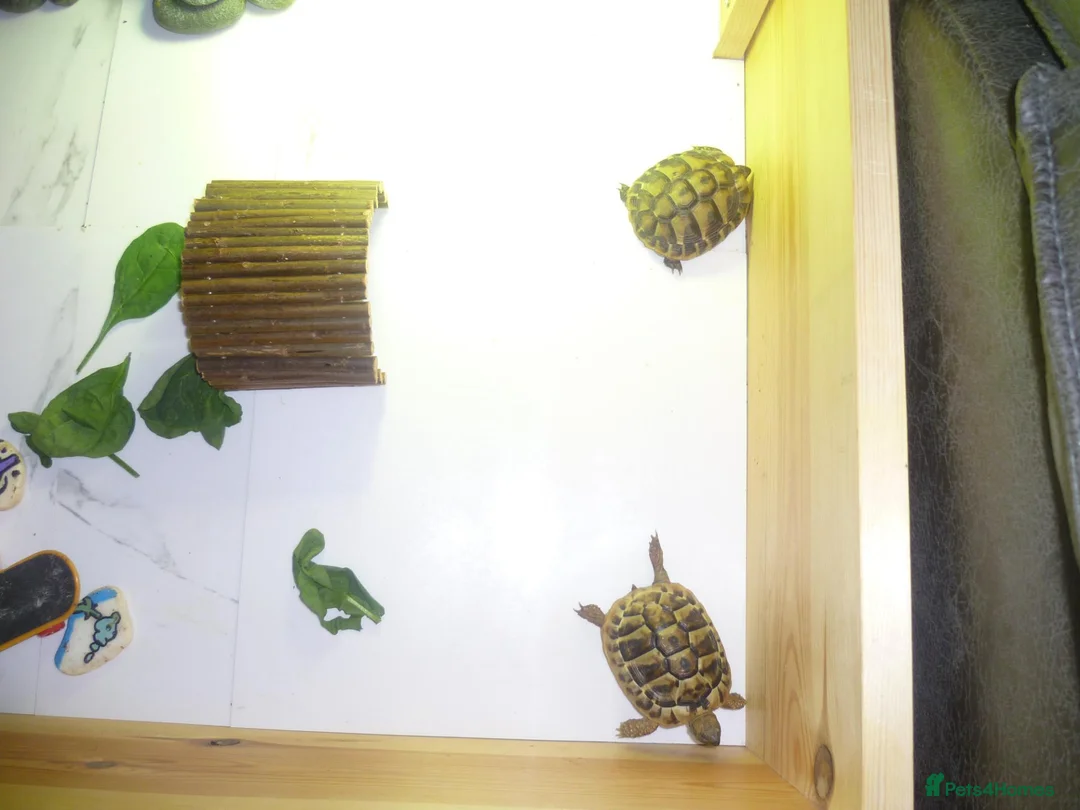 Hermann Tortoise reptiles for sale: 2x Hermann Tortoises With Tortoise Table SetUp in Bournemouth - Advert 1