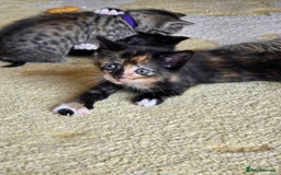 Domestic Shorthair cats for sale: Domestic shorthair kittens - taking reservations   - Image 9