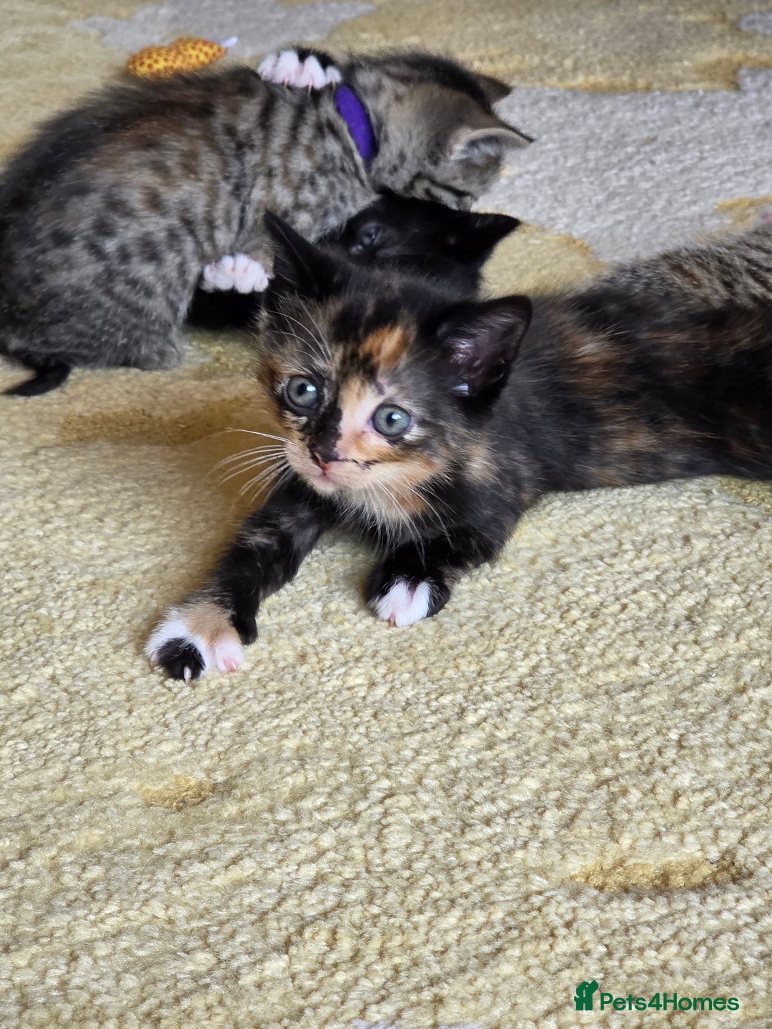 Domestic Shorthair cats for sale: Domestic shorthair kittens - taking reservations   - Image 9
