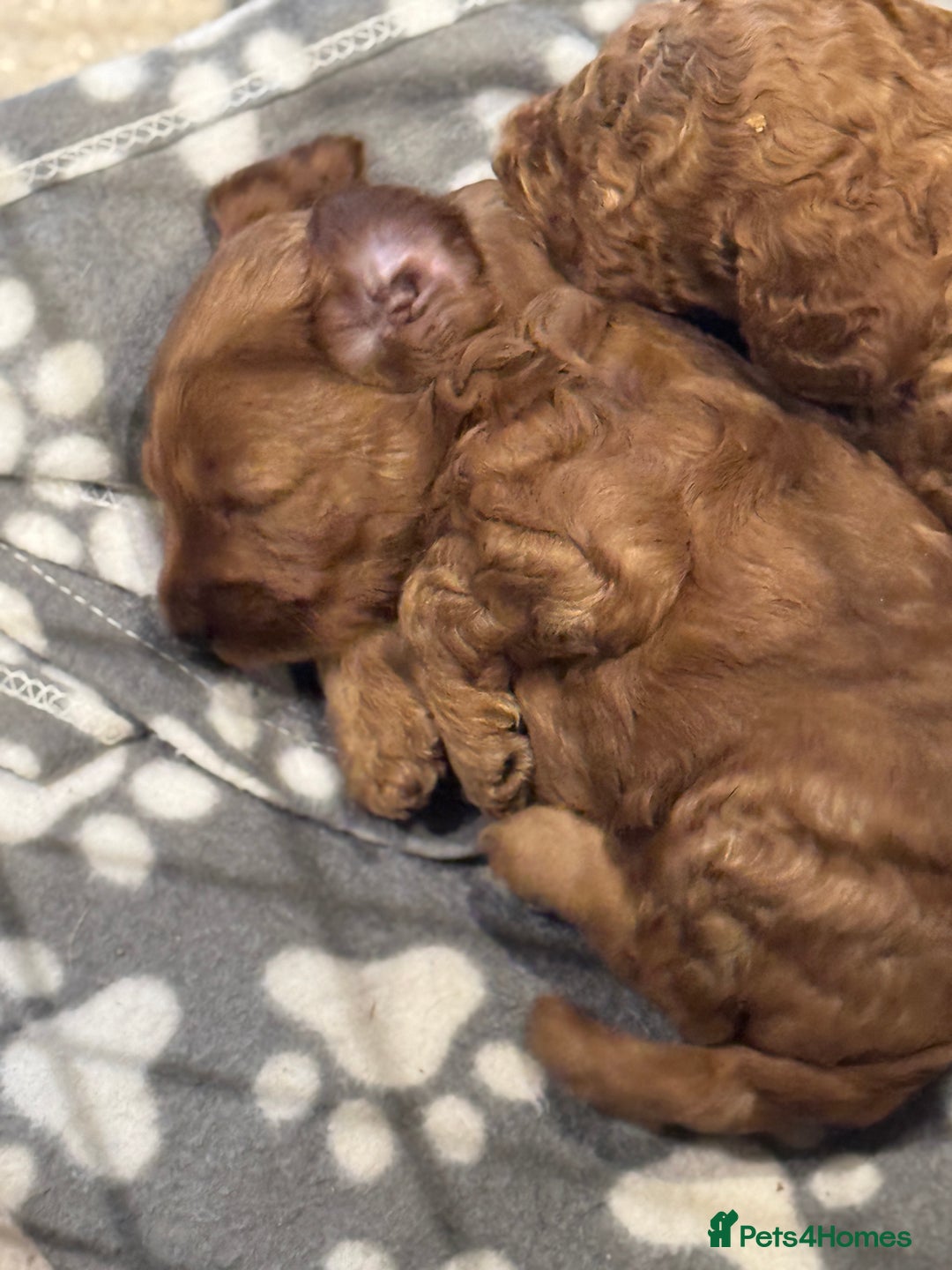 Cockapoo dogs for sale: Cockapoo puppies in Preston - Image 23