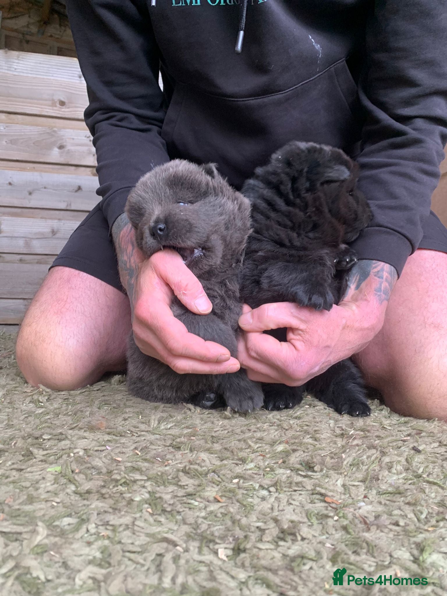 Chow Chow dogs for sale: Choclate/lilac Chow chow puppies - Advert 20