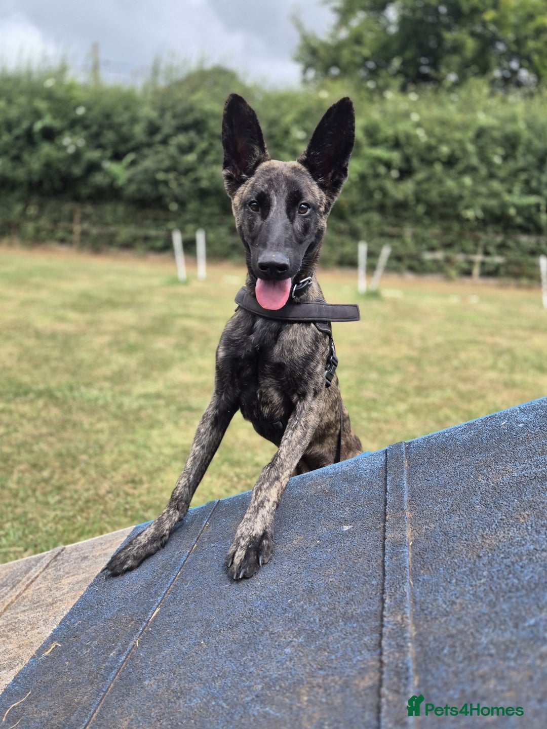 Belgian Shepherd Dog dogs for adoption: RAY - YOUNG MALE DUTCH SHEPHERD  - Image 2
