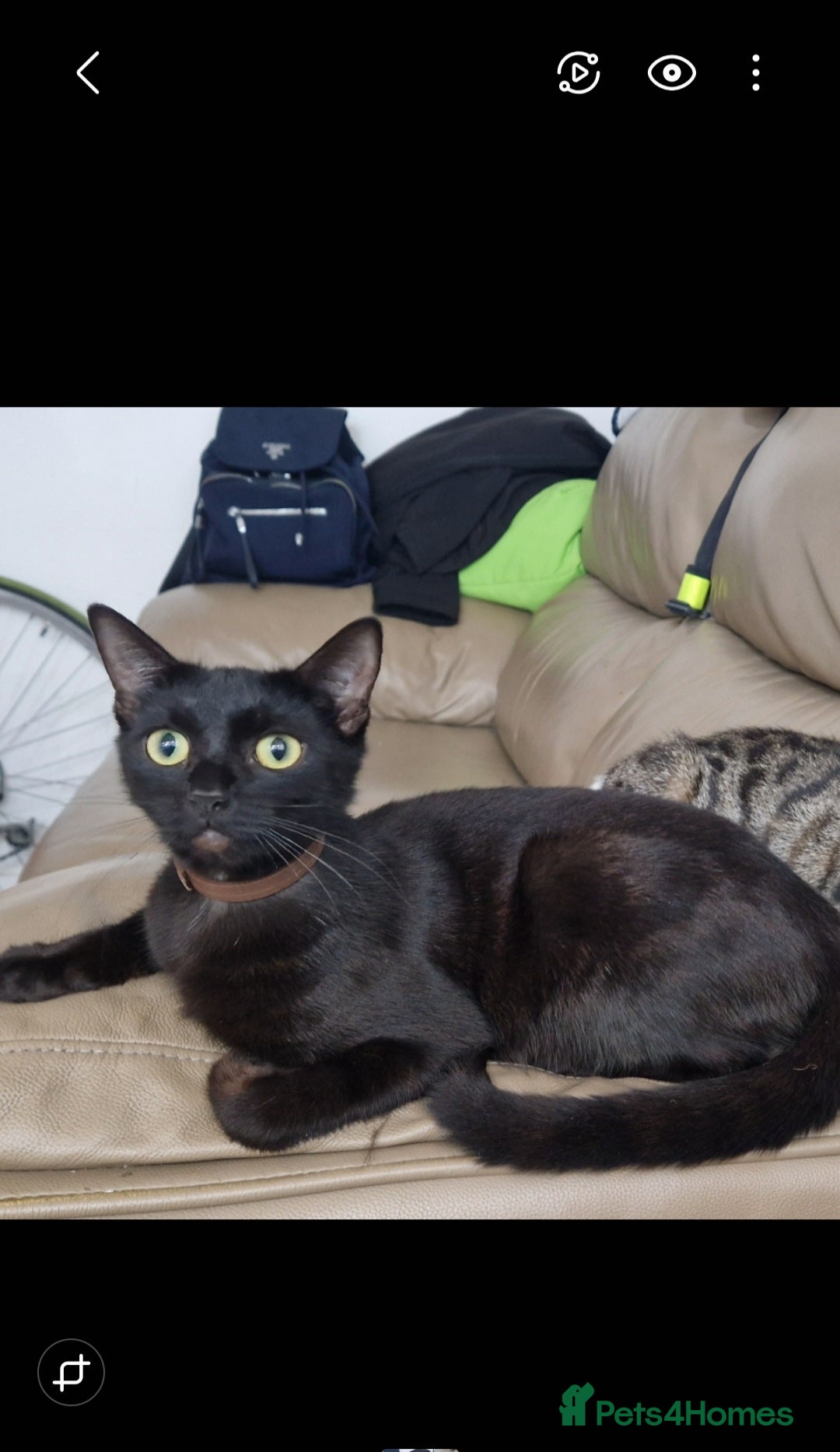 British Longhair cats Cats British longhair  - Advert 2