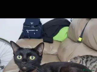 British Longhair cats Cats British longhair - Advert 14