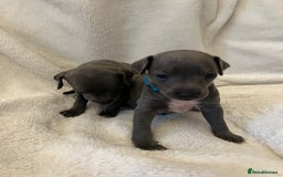 Italian Greyhound dogs for sale: Cutest ** KC Italian Greyhound’s  - Image 8