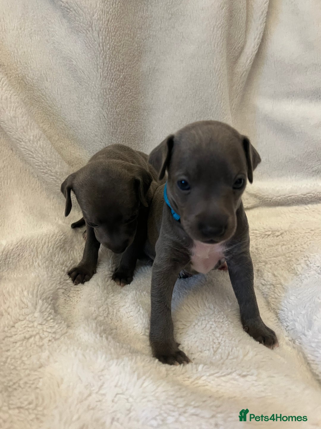 Italian Greyhound dogs for sale: Cutest ** KC Italian Greyhound’s  - Image 8