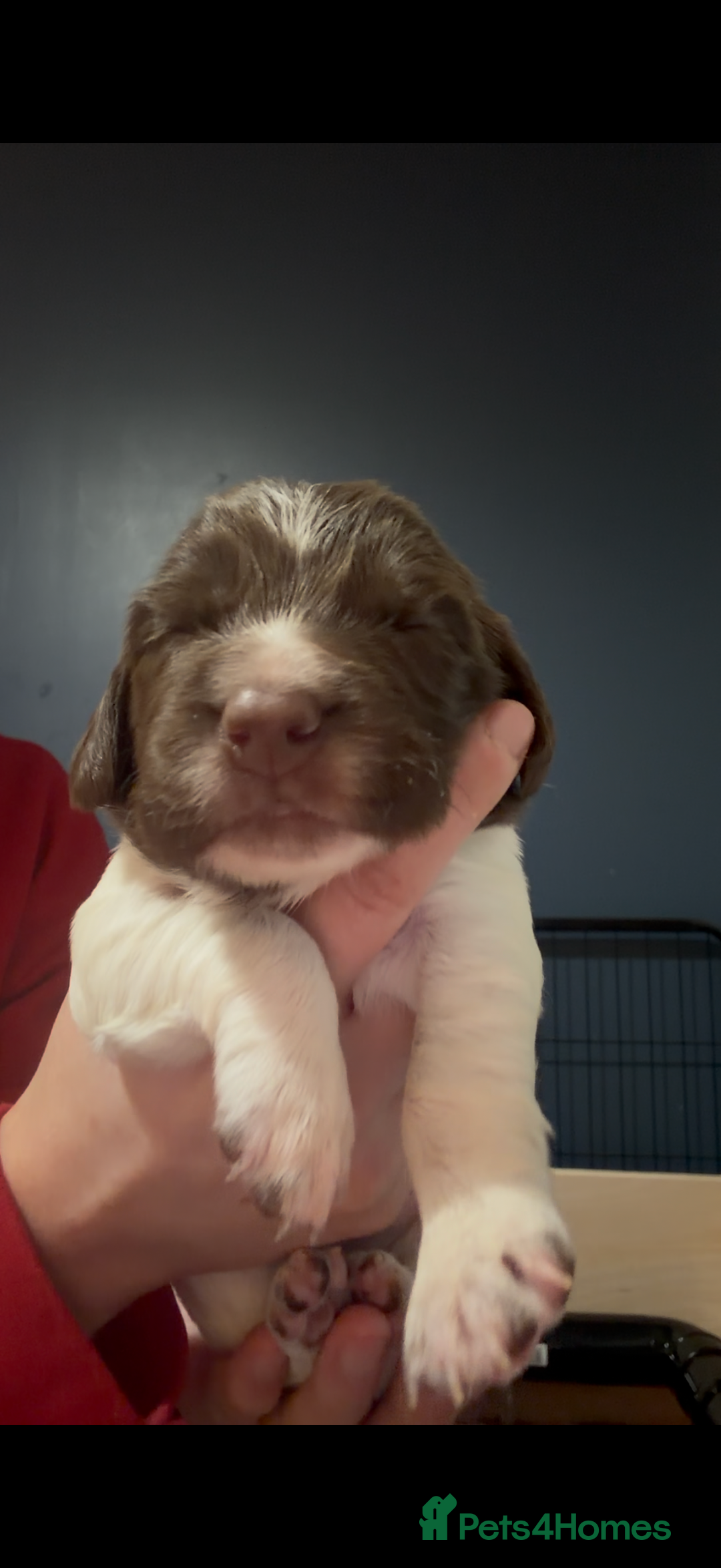 English Springer Spaniel dogs for sale: KC Registered English Springer Spaniel puppies - Advert 13