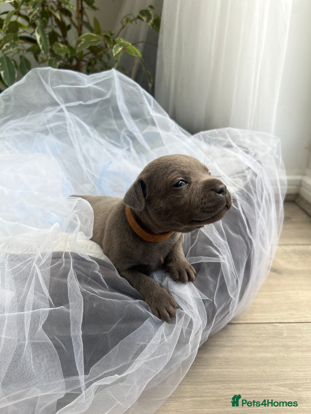 Staffordshire Bull Terrier dogs for sale: 🔷 Pharaon Champion Line Pups 🔷 in Wolverhampton - Image 26