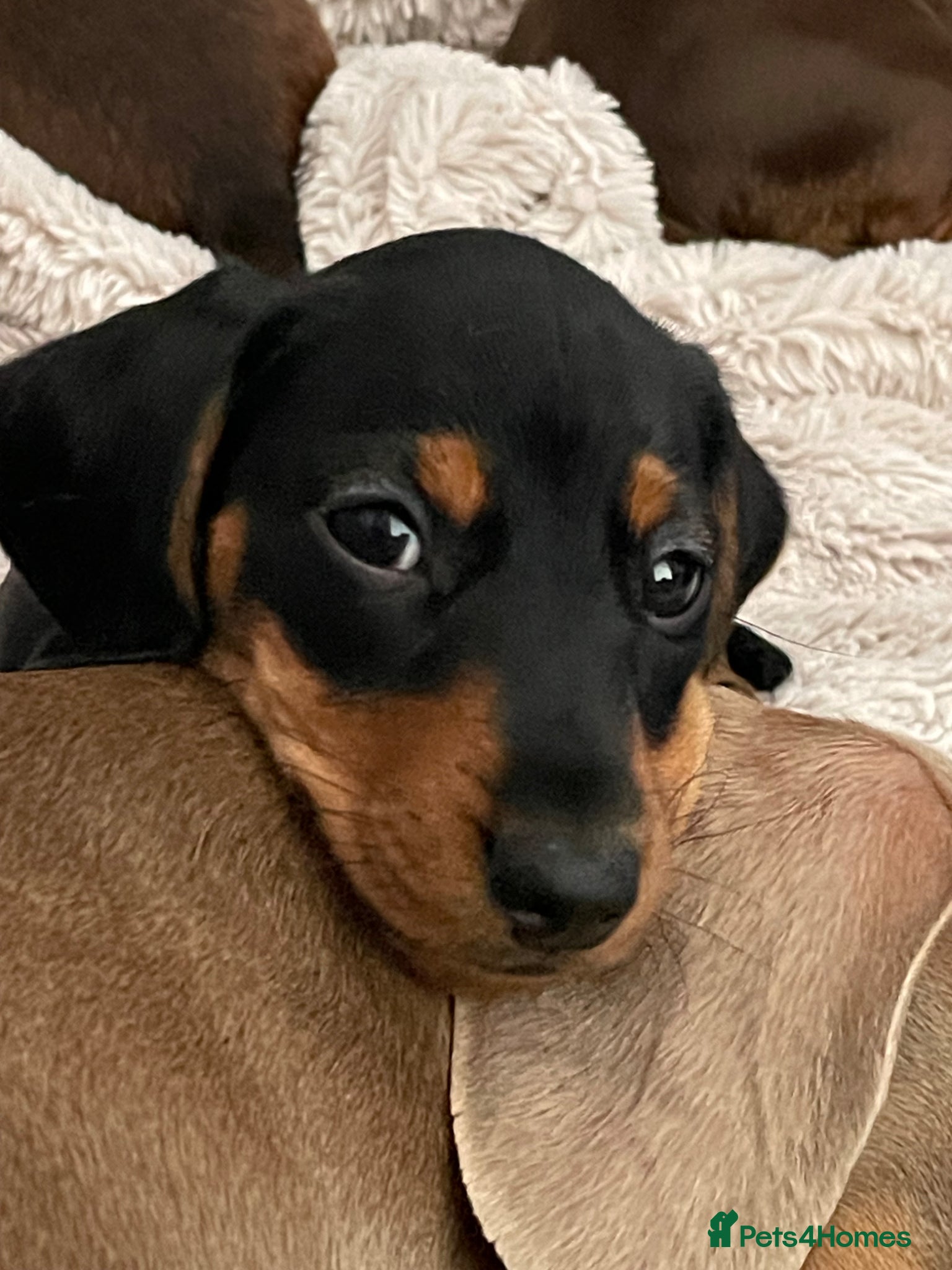 Miniature Dachshund dogs for sale: Female miniature dachshund for sale - Advert 3