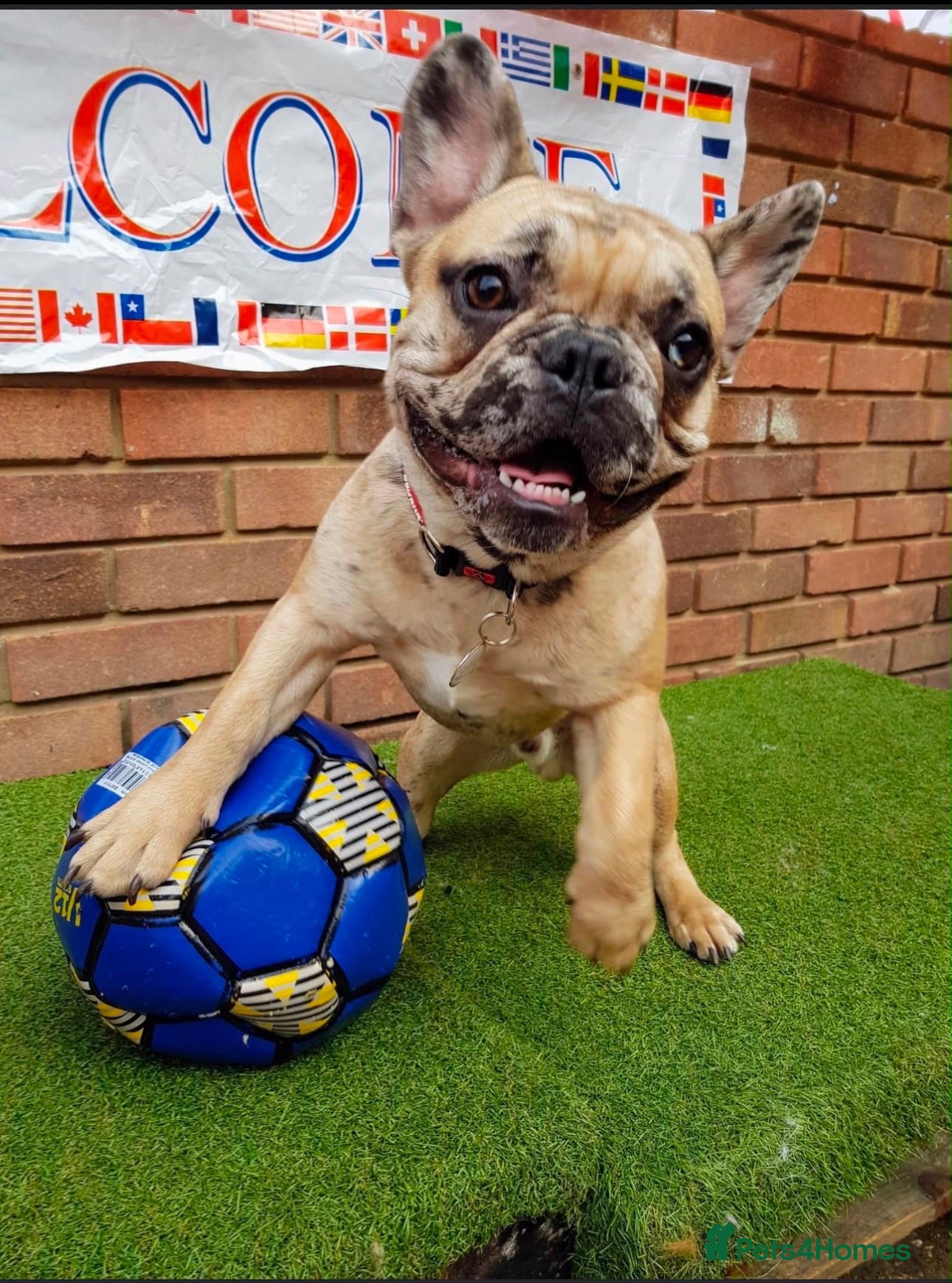 French Bulldog dogs Cash boy  - Advert 17