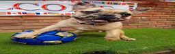 French Bulldog dogs for sale: Cash boy  - Advert 1