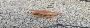 Cocker Spaniel 3