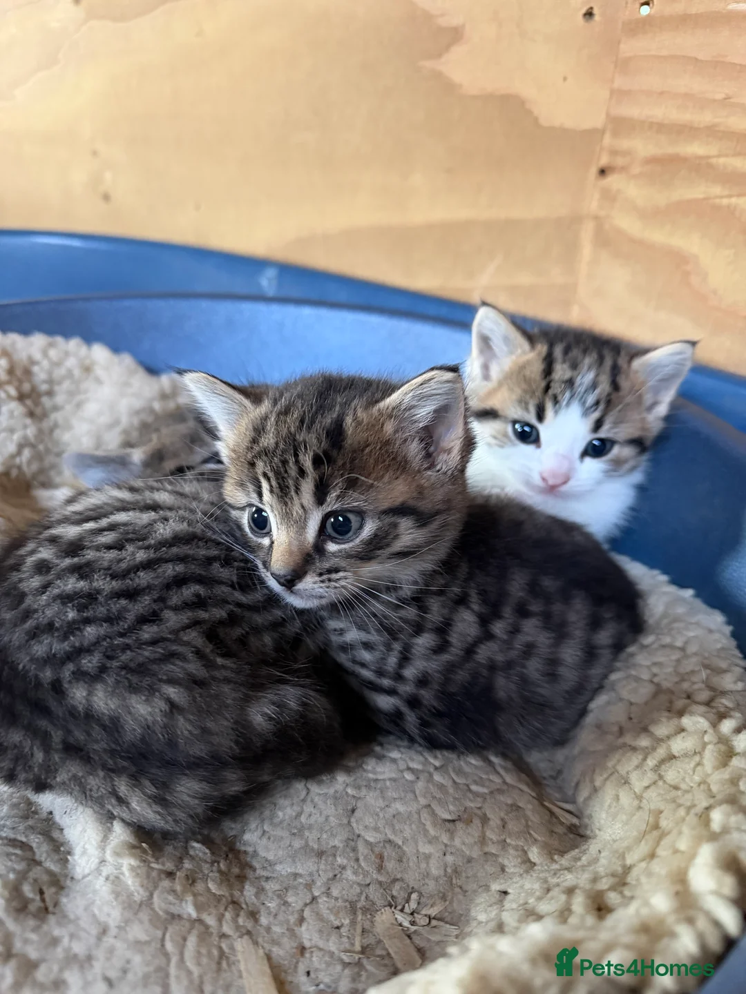 Mixed Breed cats for sale: Kittens  in Bordon - Advert 5