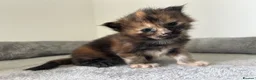 Maine Coon cats for sale: Last black torbie female available  - Advert 15
