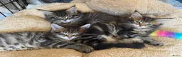 Maine Coon cats for sale: Tufty ears and big paws  - Advert 13