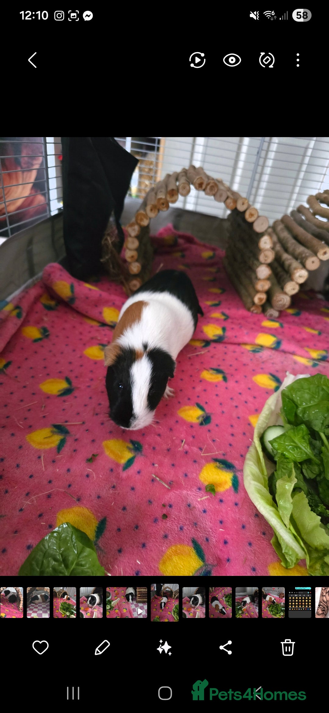 Guinea Pig rodents for sale: Two guinea pigs (female) - Image 6
