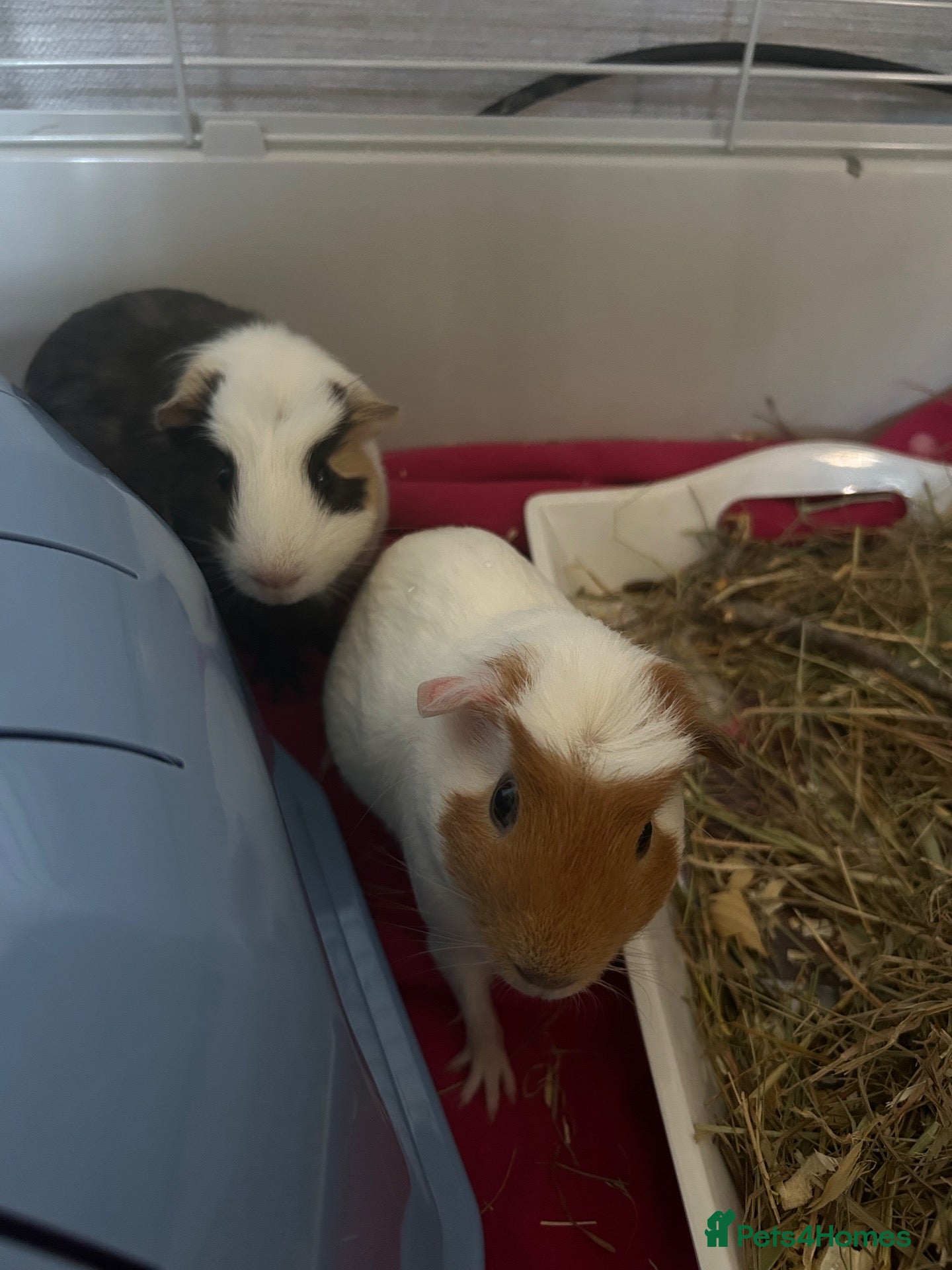 Guinea Pig rodents 2 Guinea pigs - Advert 10