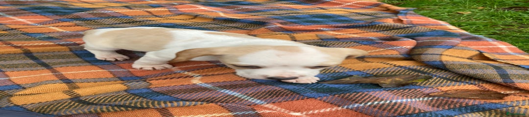 Beagle Puppy 1