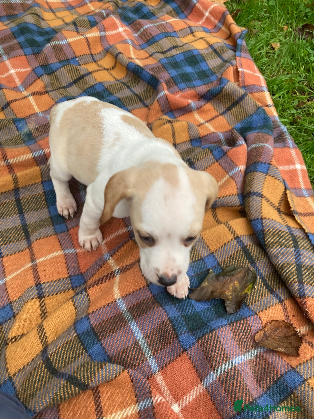 Beagle dogs for sale: Pure bred beagle puppies  - Image 2
